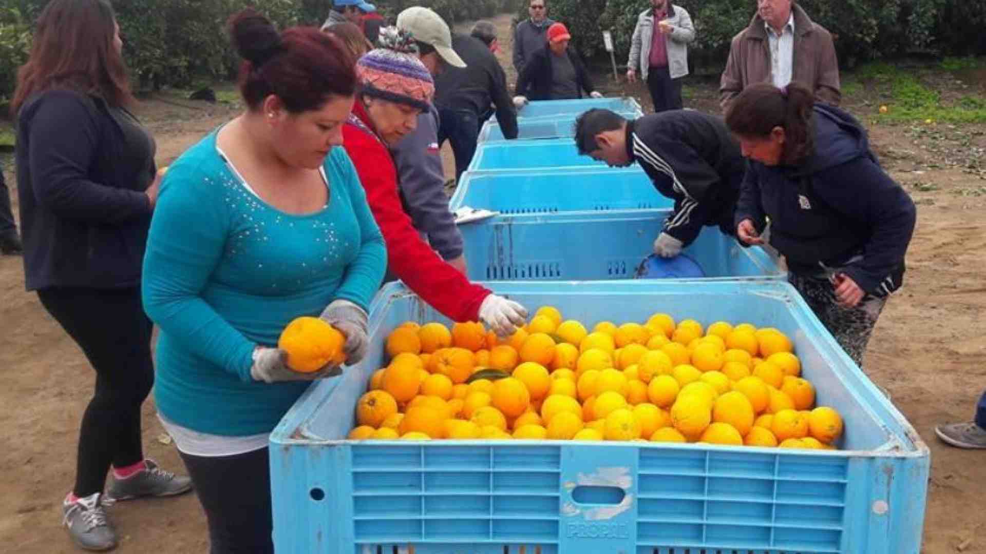 Immagine di Limeira, l'impero brasiliano delle arance che è in mano ai nostri emigrati