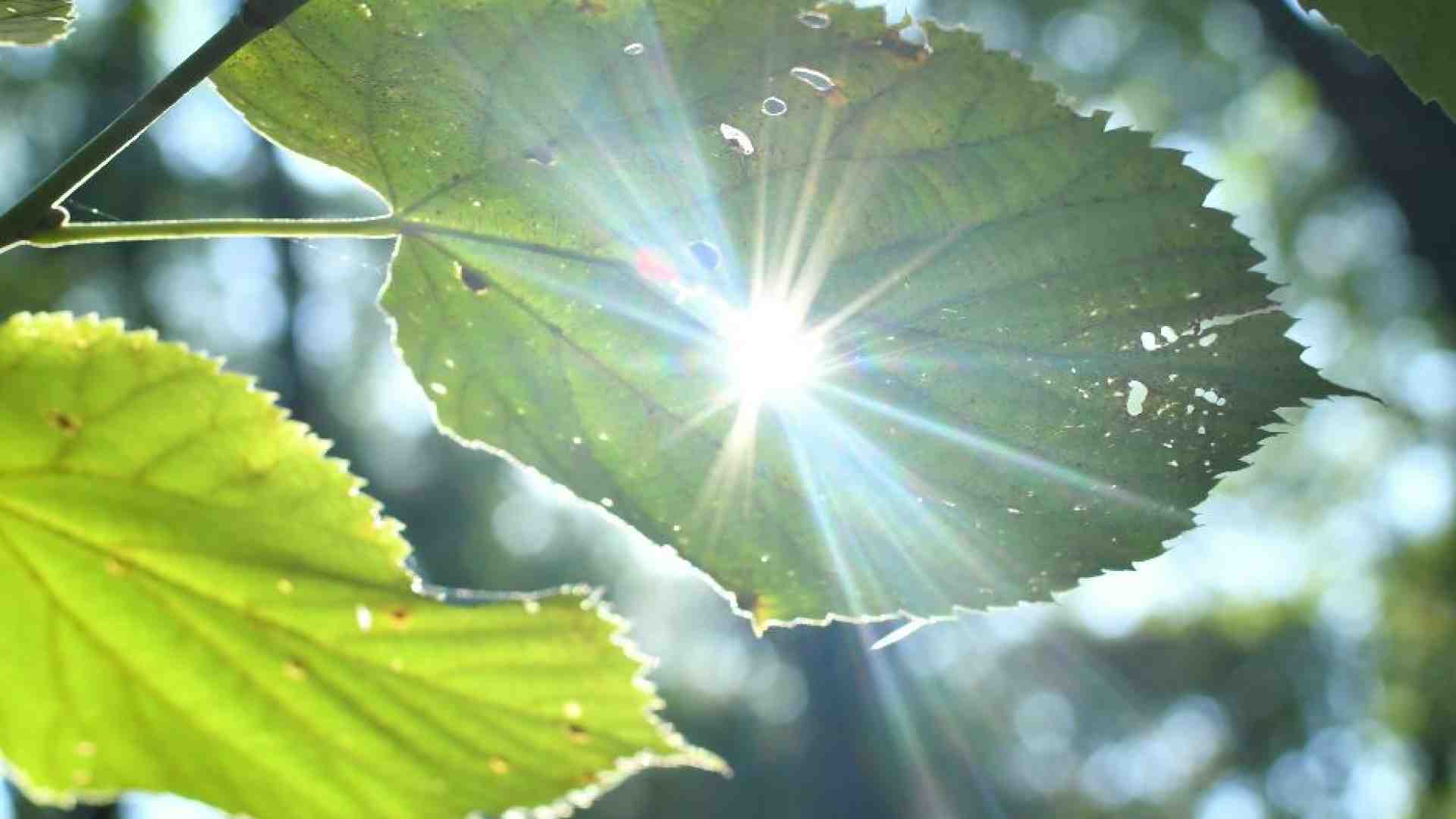 Immagine di Imitare le piante: la fotosintesi artificiale come via per la sostenibilità