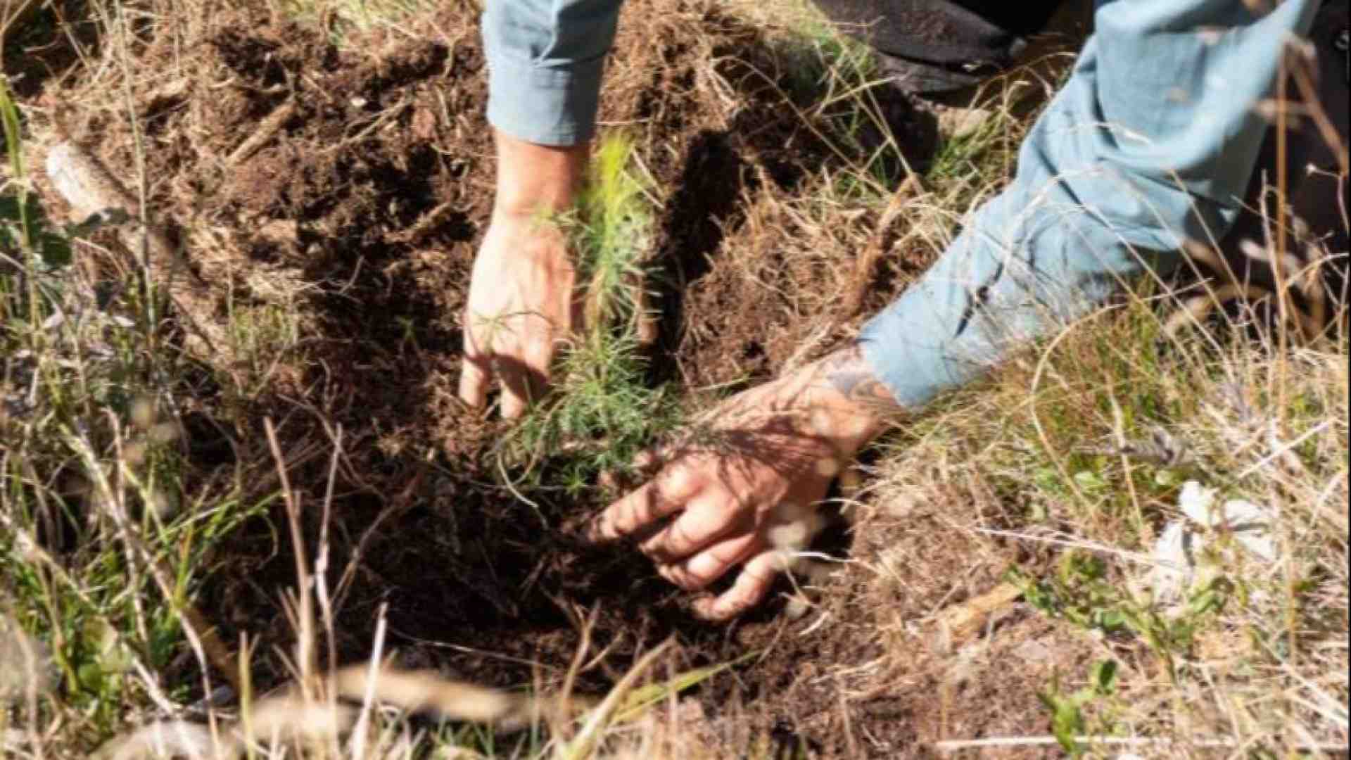 Immagine di I boschi feriti dalla tempesta Vaia a sorpresa si stanno rigenerando