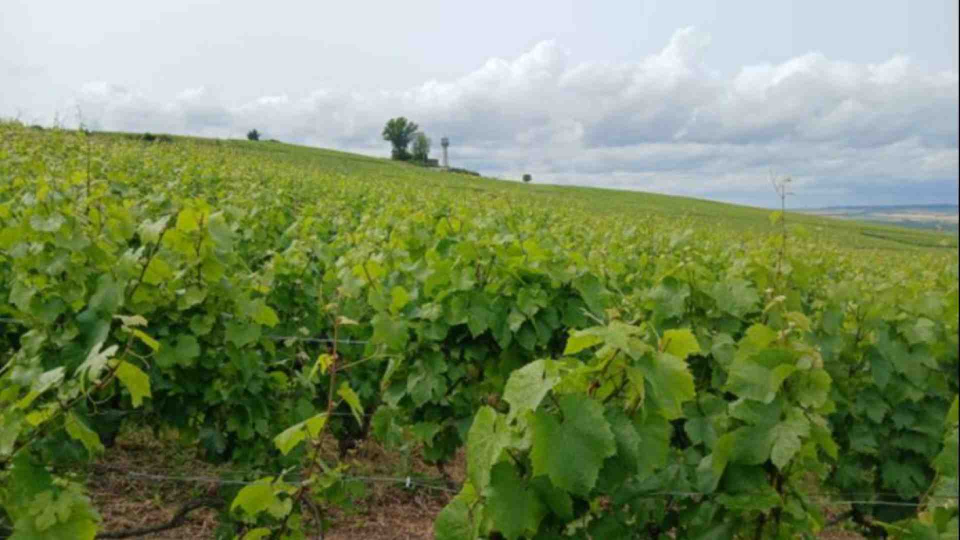 Immagine di Noi pellegrini nella Champagne dove le vigne parlano dell’Europa