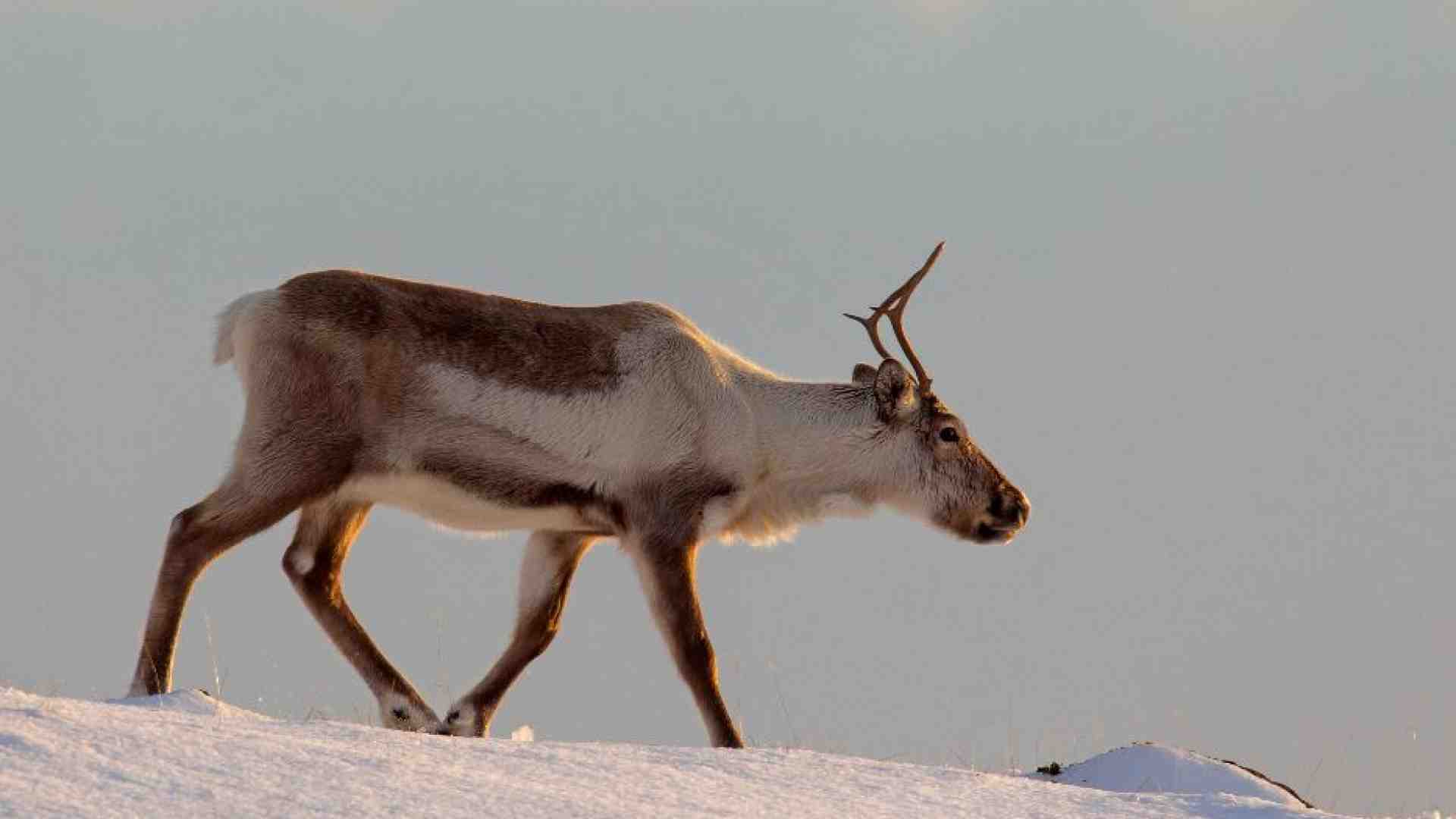 Immagine di Westerman: «La lotta per l’Artico negli occhi degli animali polari»