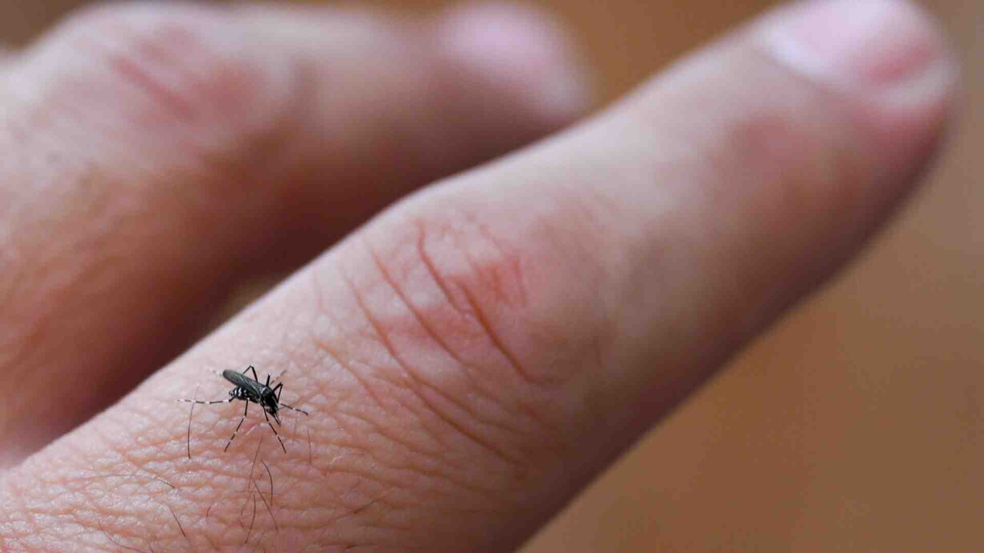 Immagine di Allearsi con le zanzare per combattere la dengue