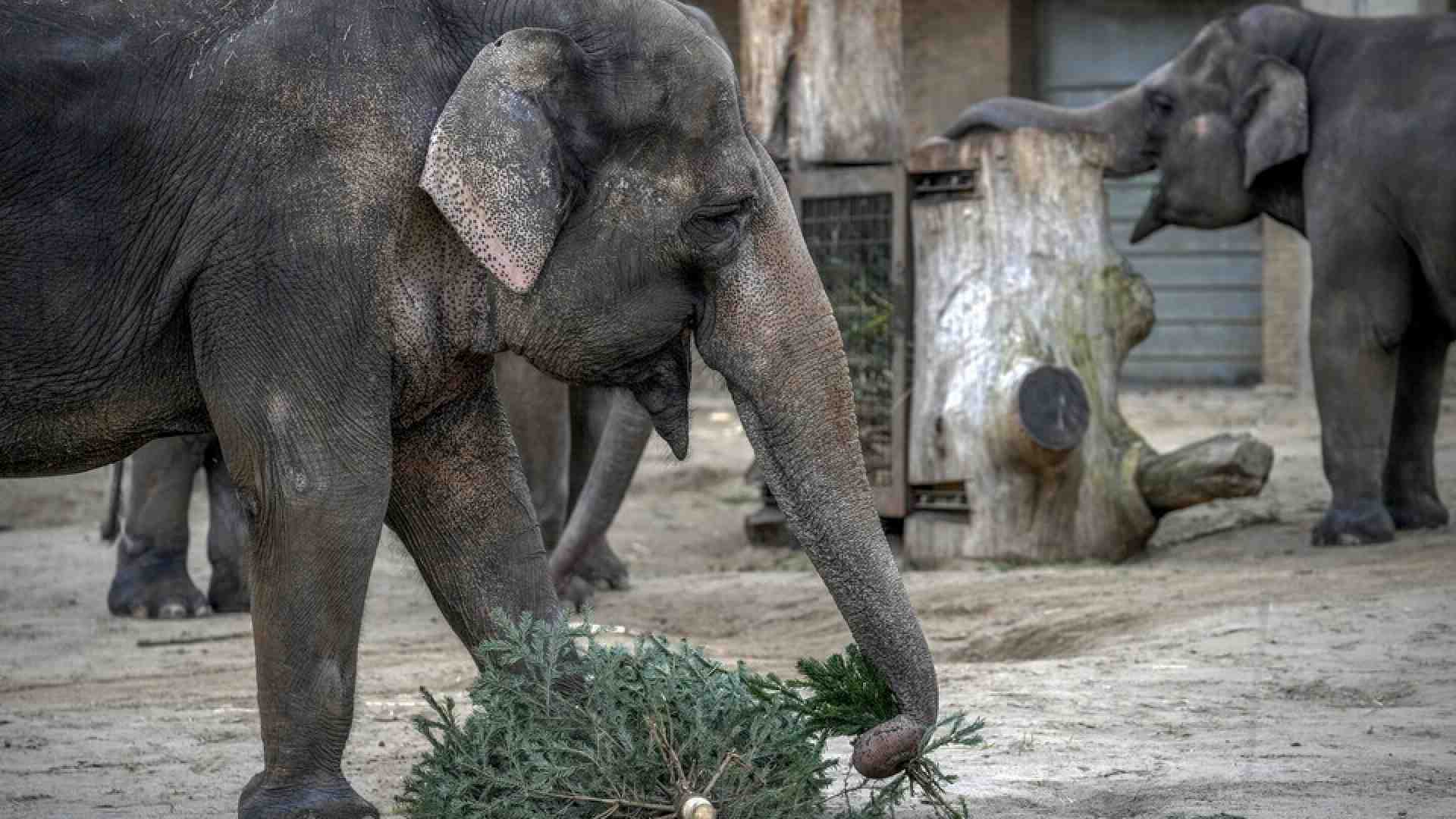Immagine di Gli zoo sotto le bombe: quando anche gli animali subiscono la guerra