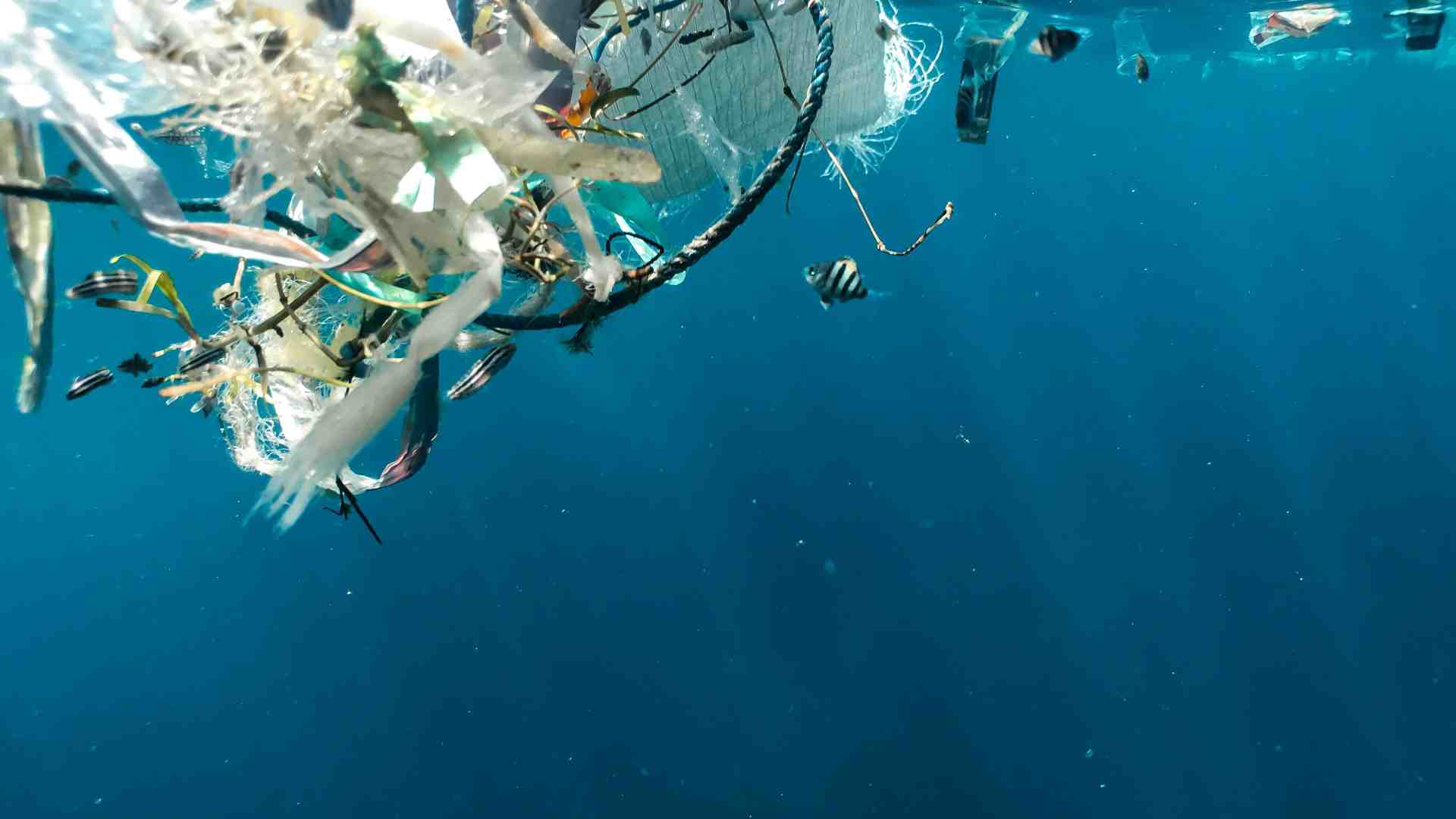 Immagine di Il mare, l’inquinamento e i volti celebri delle foto di Fabrizio Ferri