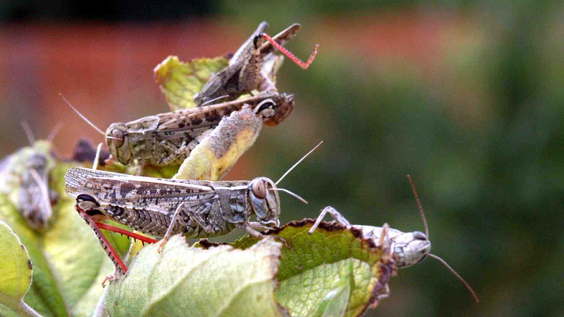 Immagine di Cavallette fritte, perché no? Basta con le nonne, pensiamo a come nutrire i nipoti