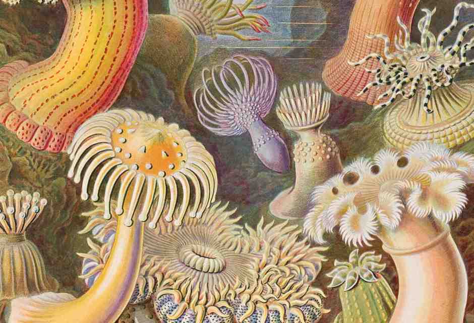 Ernst Haeckel, "Actiniae"
