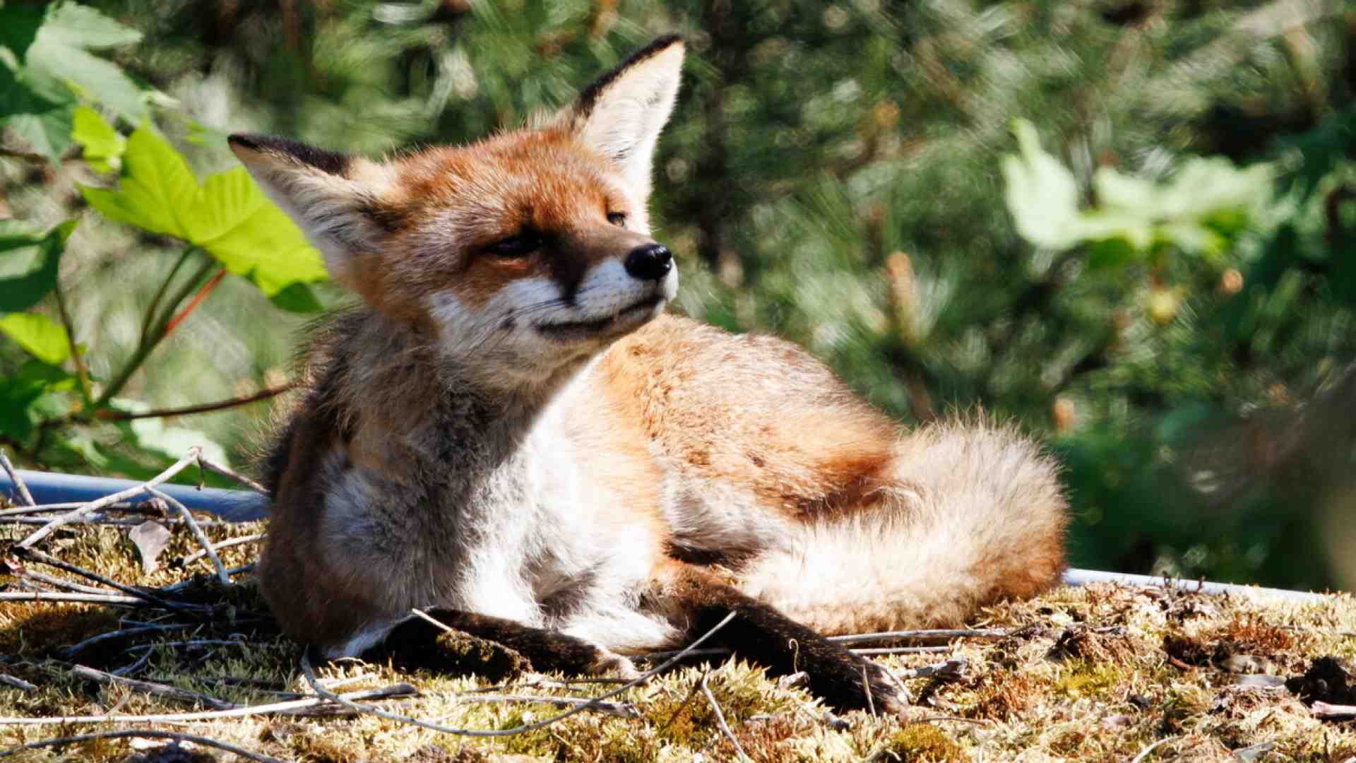 Immagine di La volpe che ha lasciato un paese senza internet dimostra che il web è una fogna