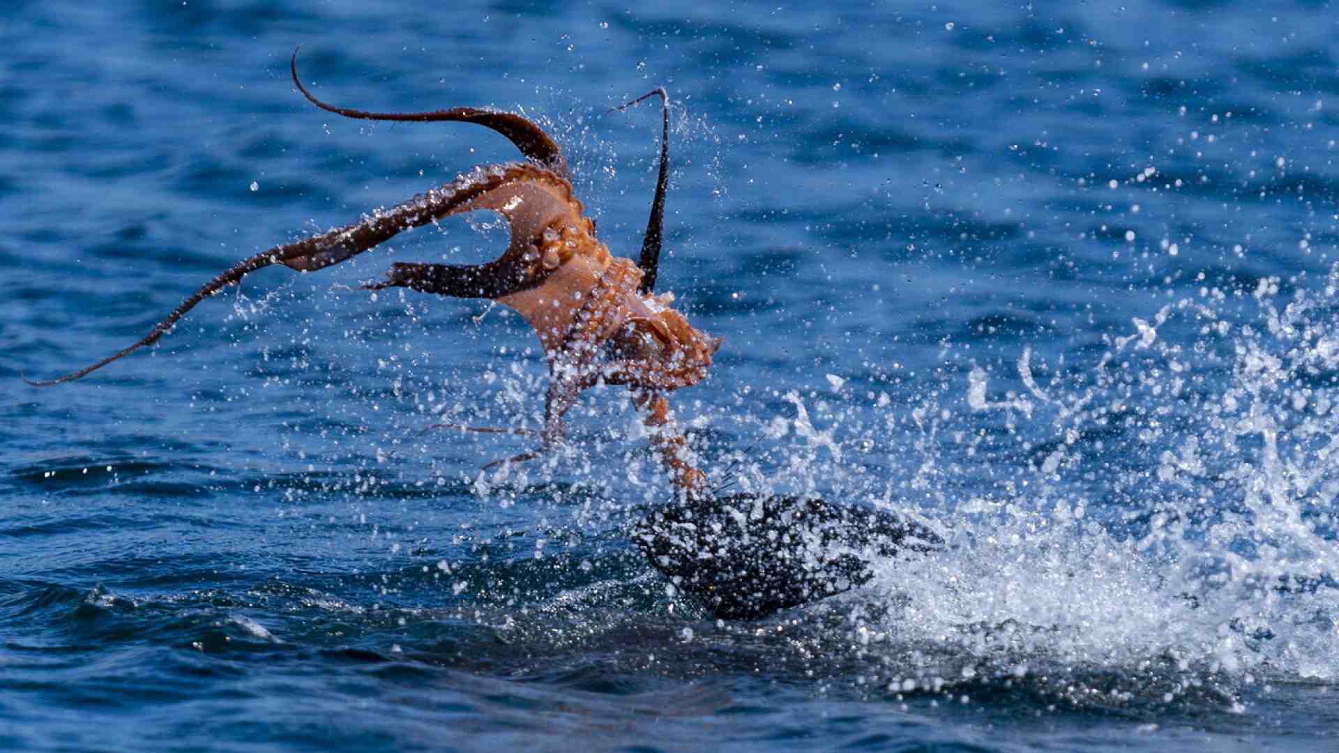 Immagine di Da mostro a meraviglia. Così il polpo è stato consacrato dai suoi cantori