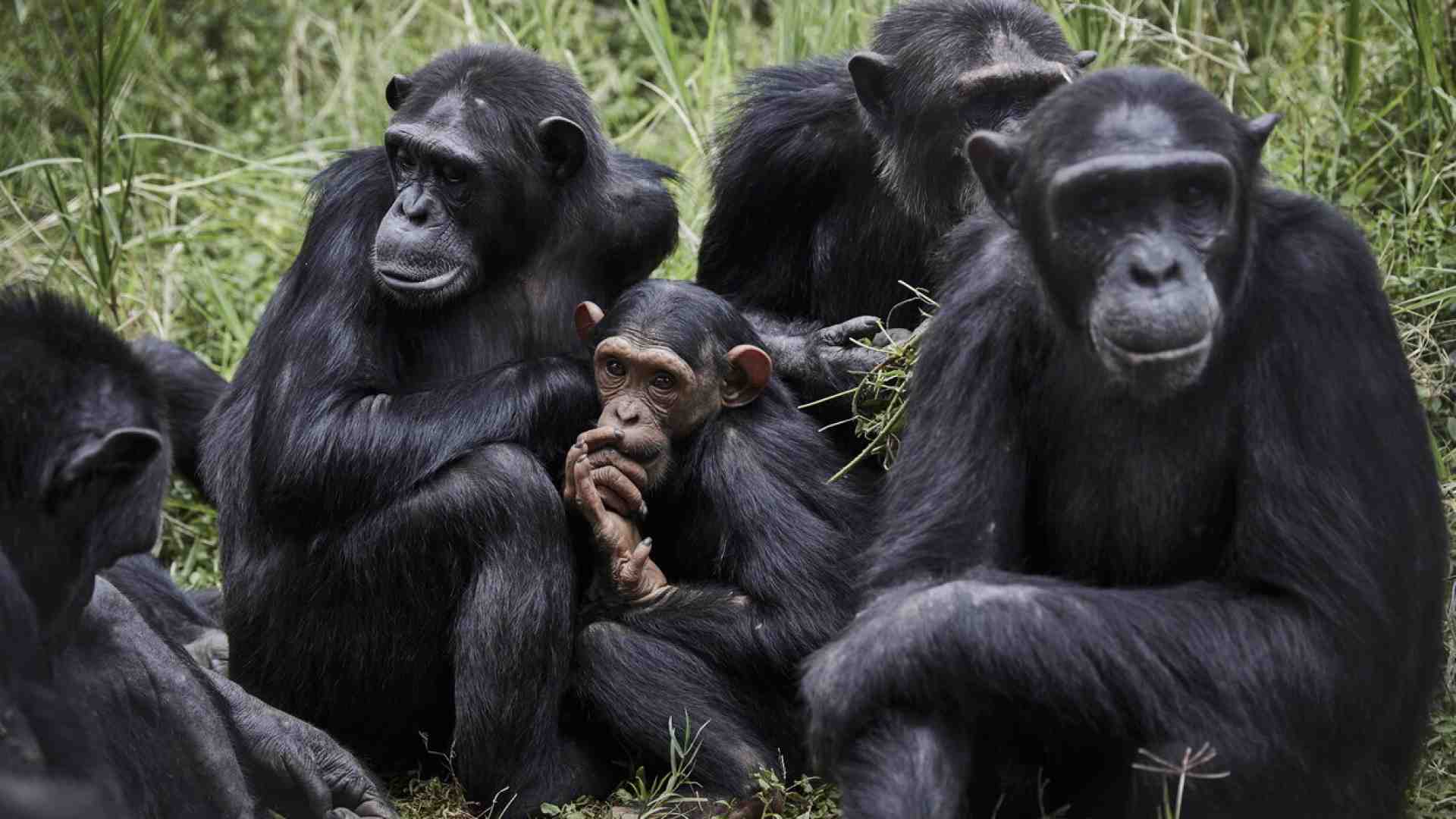Immagine di Per comprendere la guerra occorre considerare la storia evolutiva del comportamento sociale