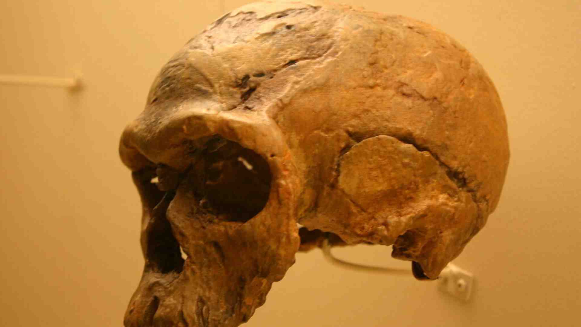Immagine di Cercando le nostre radici, troviamo una massa intrecciata, non un singolo fittone