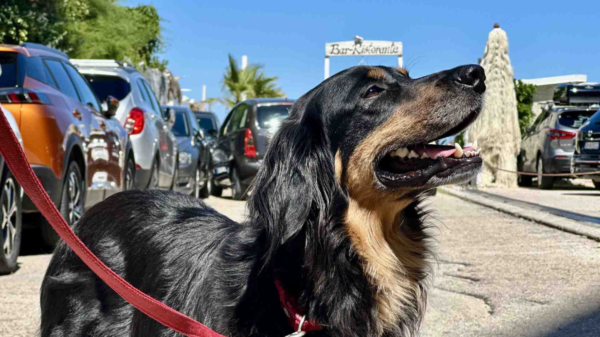 Immagine di Il Canettone: quando il Natale diventa una questione di marketing per i cani