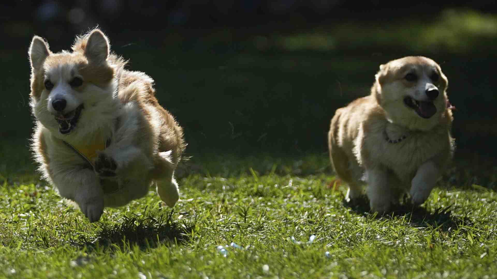 Immagine di A Londra musica da compagnia per animali domestici