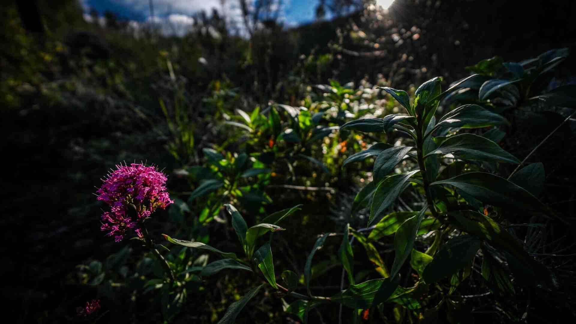 Immagine di Il costo di realizzare un sistema vivente