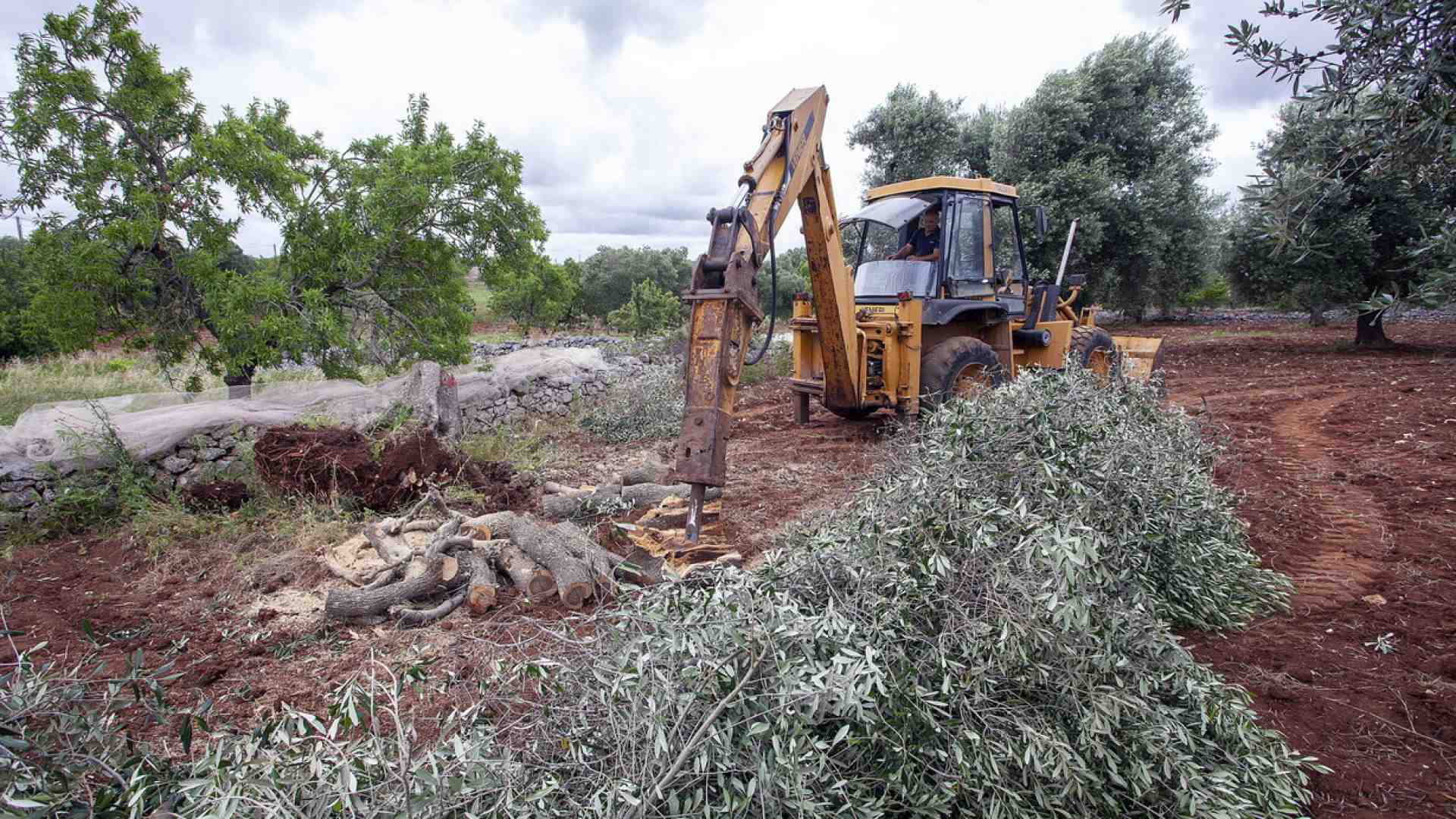 Immagine di Alla fine confermano anche i giudici: si chiama Xylella, non Tap