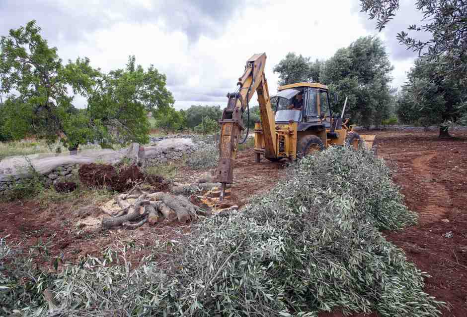 Alla fine confermano anche i giudici: si chiama Xylella, non Tap