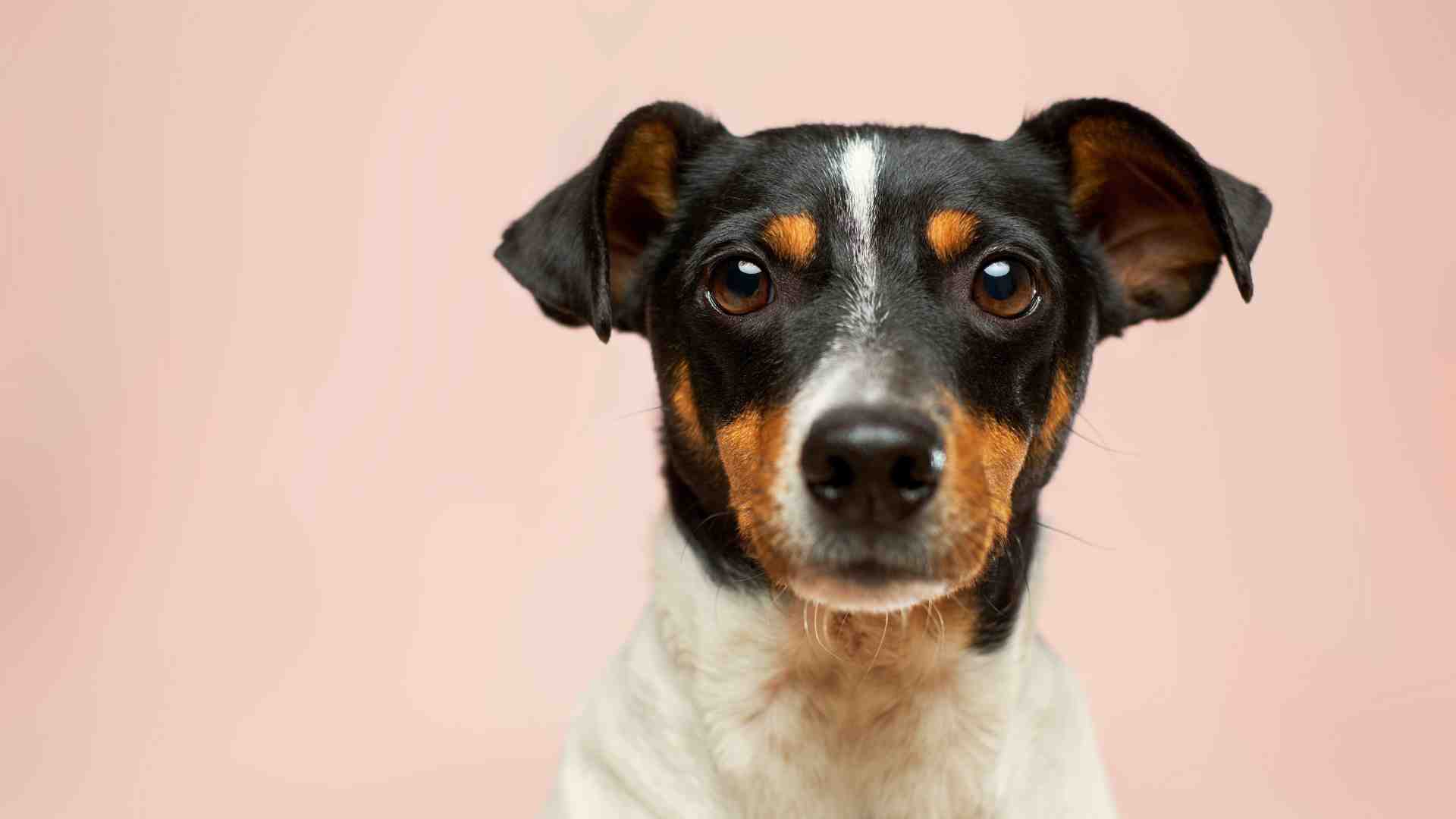 Immagine di Alcuni cani ci capiscono molto più di quanto crediamo