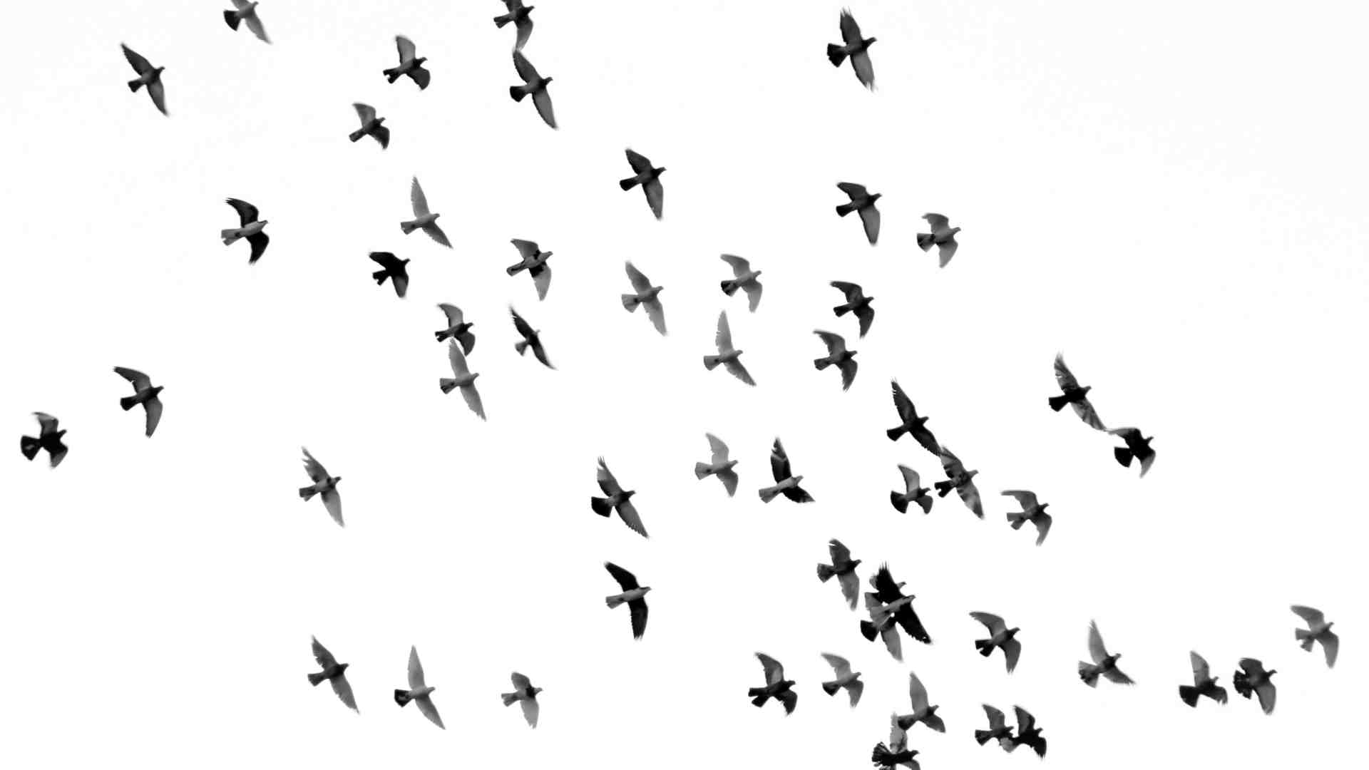 Immagine di Parlare con gli animali è possibile. Anche con i dialetti