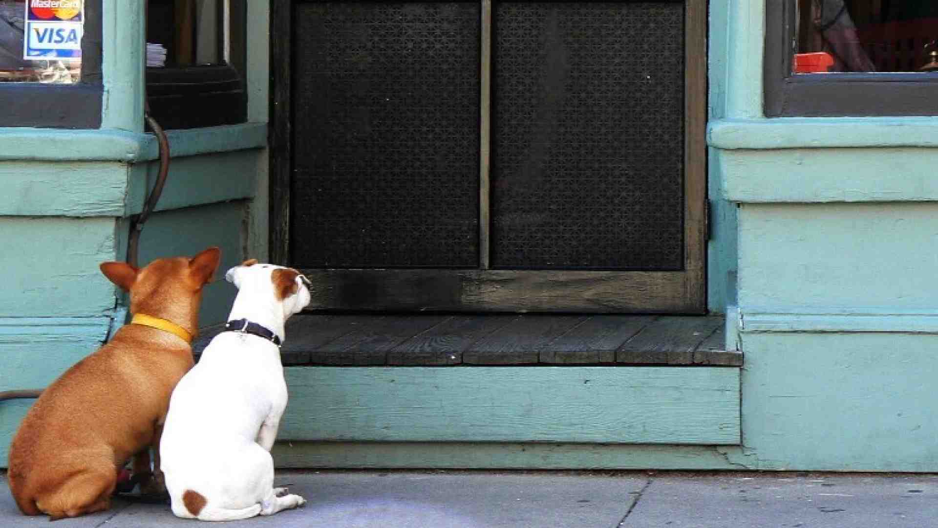 Immagine di Essere cane in Italia