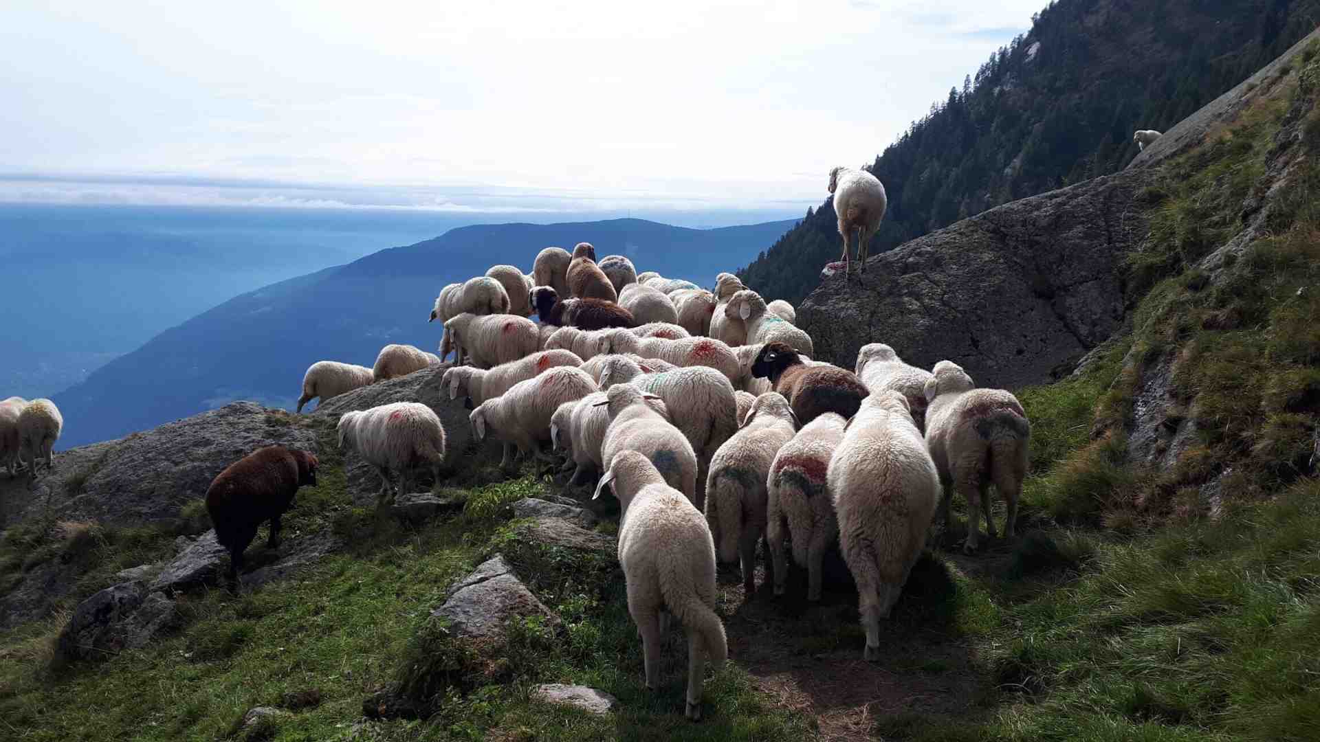 Immagine di Durante la transumanza è bene stare attenti