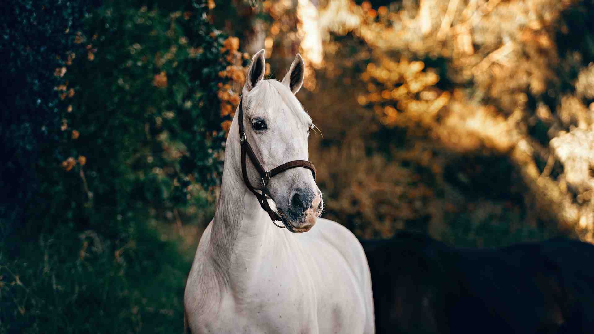 Immagine di Chi vuole vietare il consumo di carne di cavallo va contro il cristianesimo