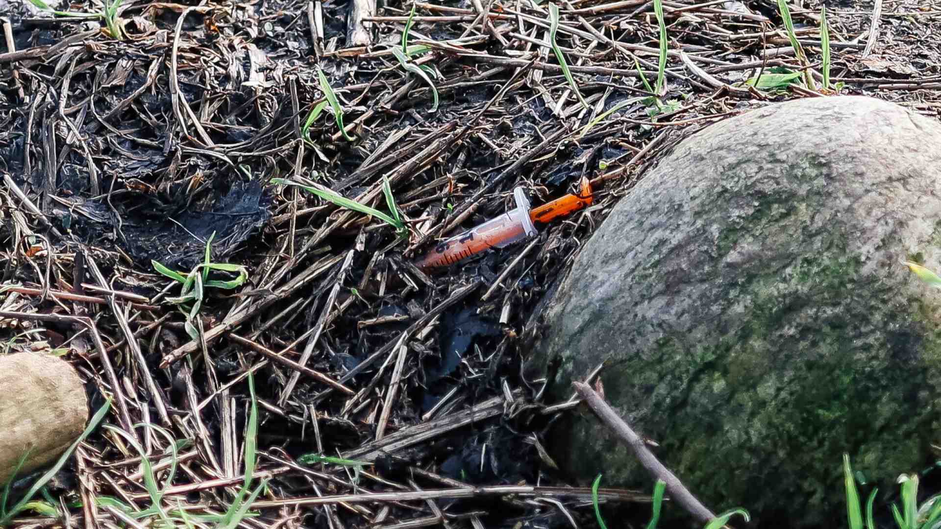 Immagine di Le lacrimevoli balle di politica e giornali sul bosco di Rogoredo