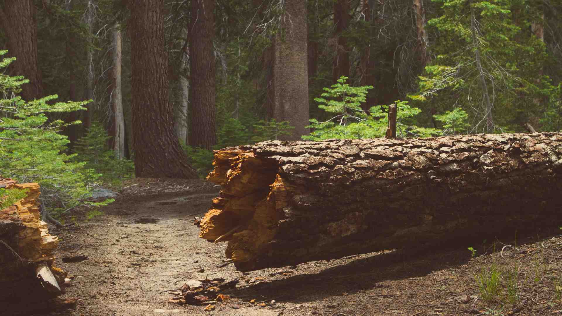 Immagine di Riflessioni su un albero caduto