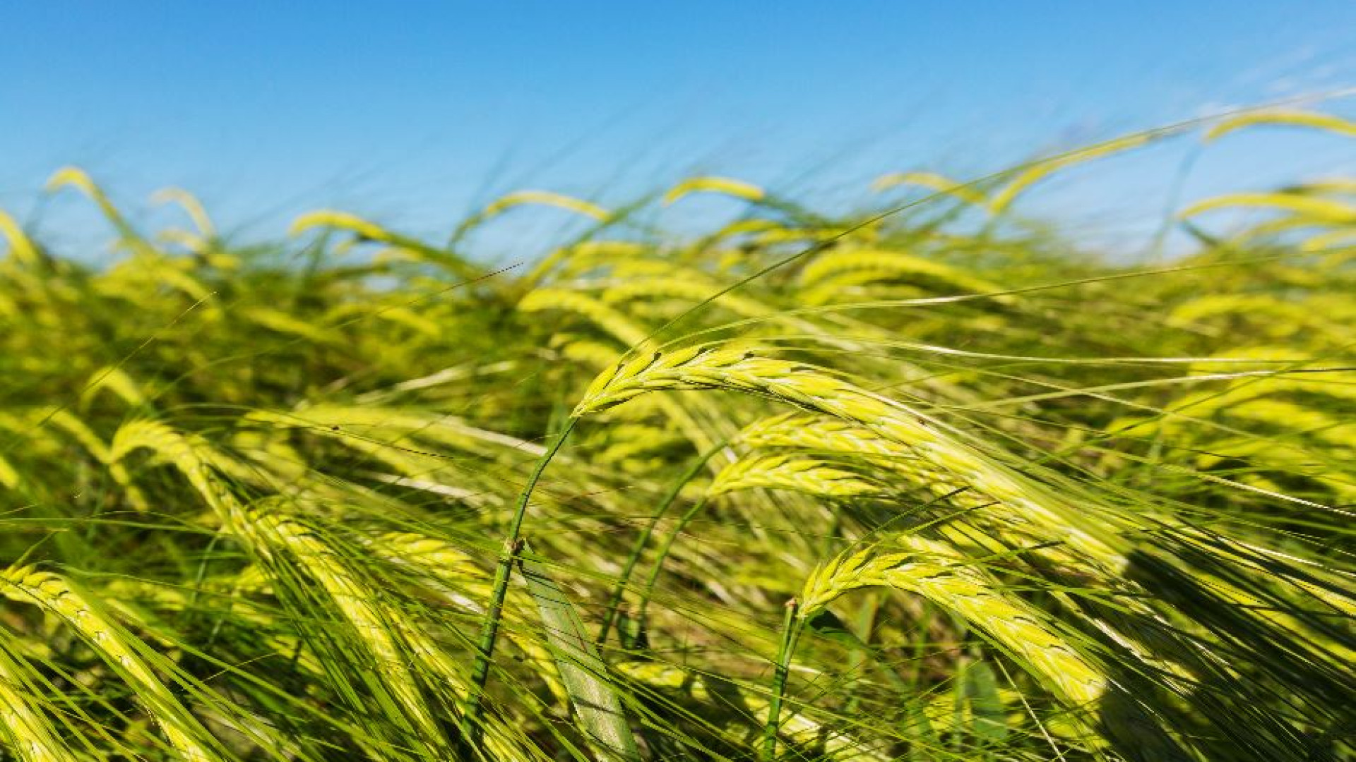 Immagine di Siccità, maltempo e concorrenza estera: è una pessima annata per il grano