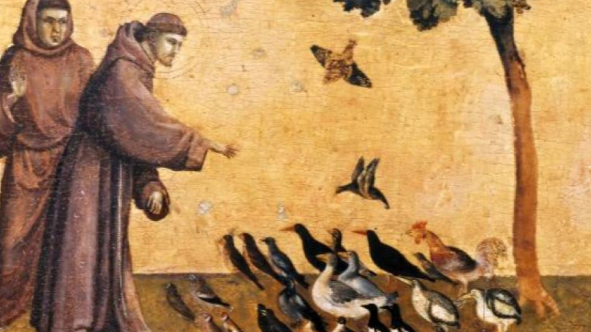 Immagine di Il Cantico delle Creature, da 800 anni voce di speranza