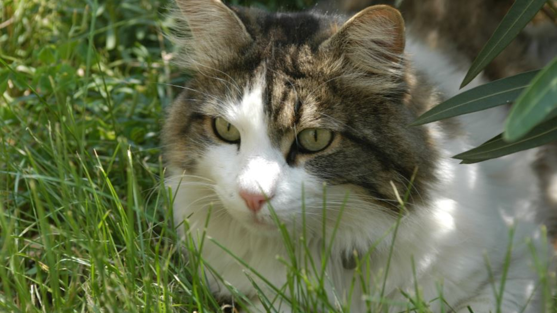Immagine di Gatto infettato dall’aviaria, i consigli delle autorità sanitarie