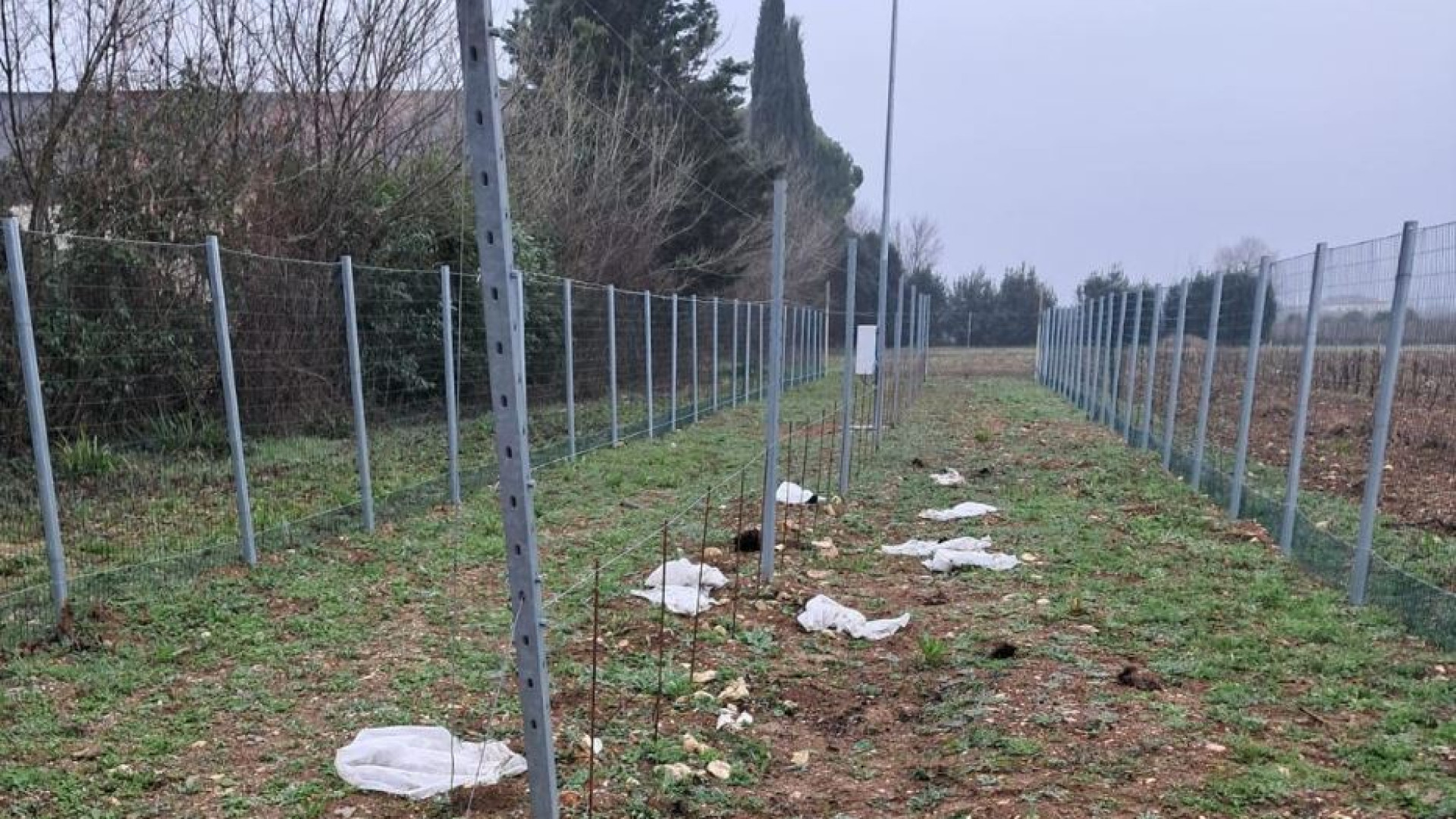 Immagine di Dopo il riso la vite: altro attacco contro le sperimentazioni Tea