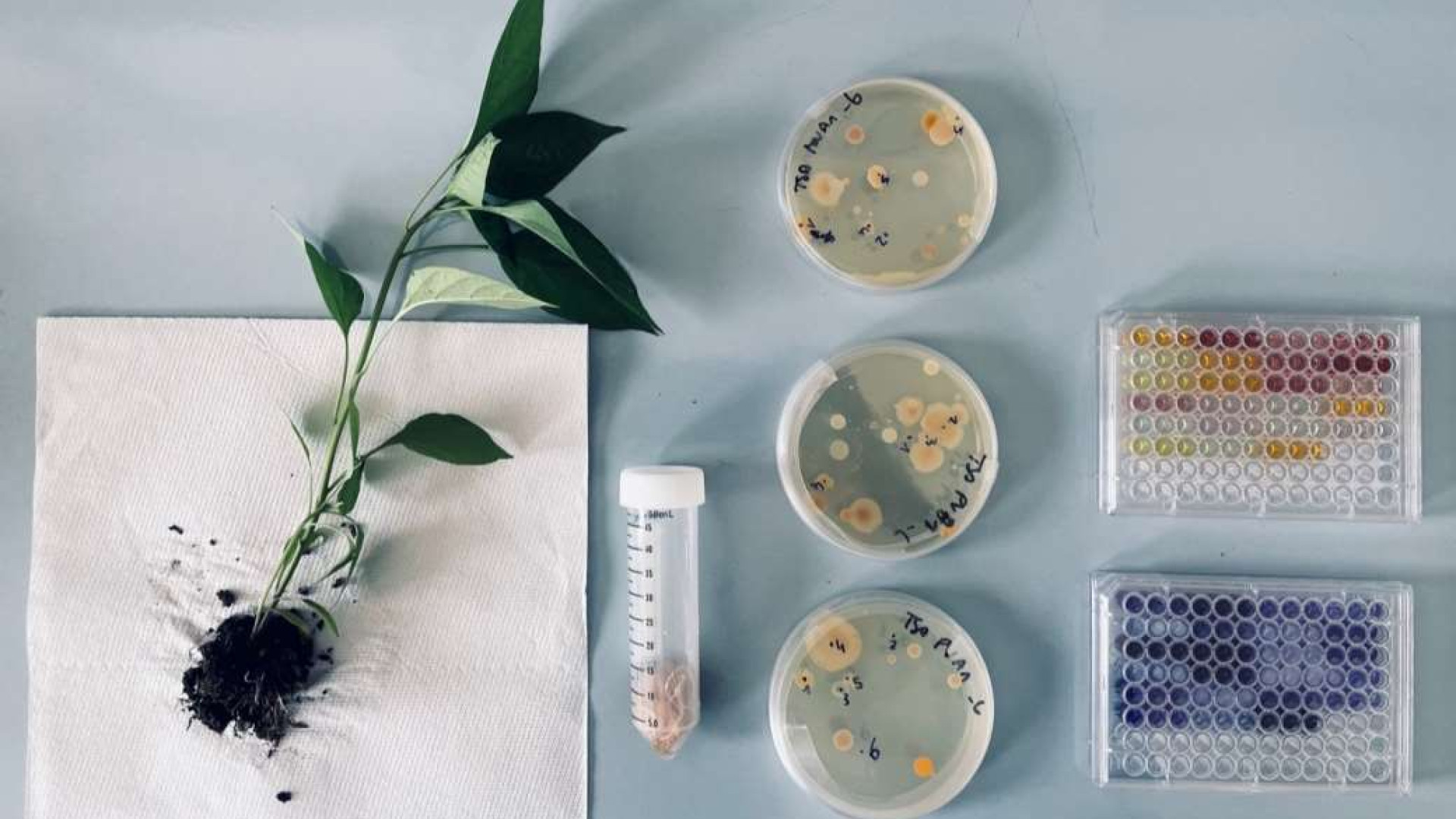 Immagine di Dagli scarti alimentari i «fertilizzanti ecologici»