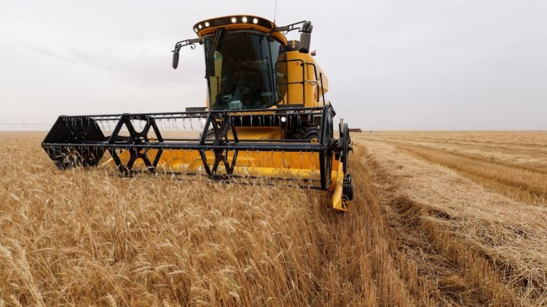 Immagine di Con i prezzi alti di mais, grano e riso le migliori aziende italiane rischiano