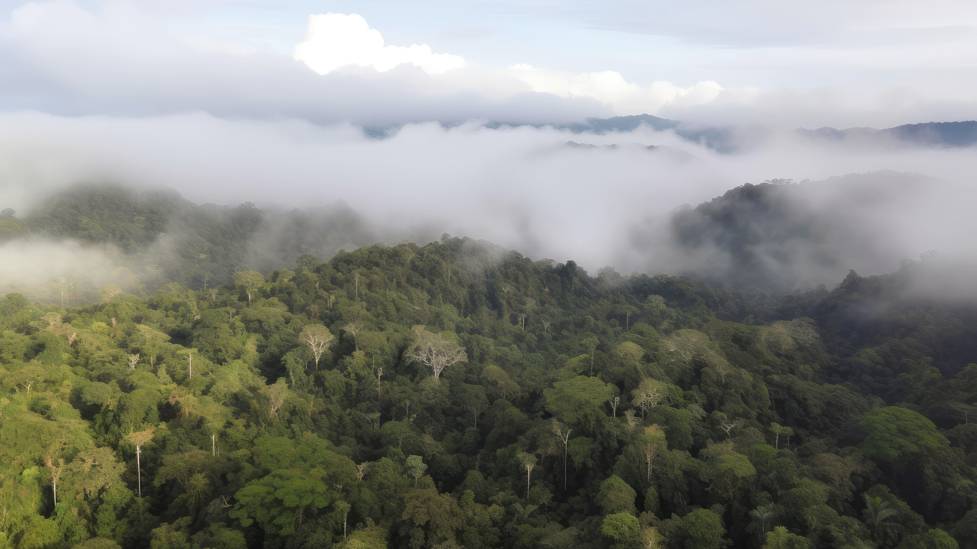 Immagine di L'Amazzonia dei fiumi volanti: come si cambia per non morire