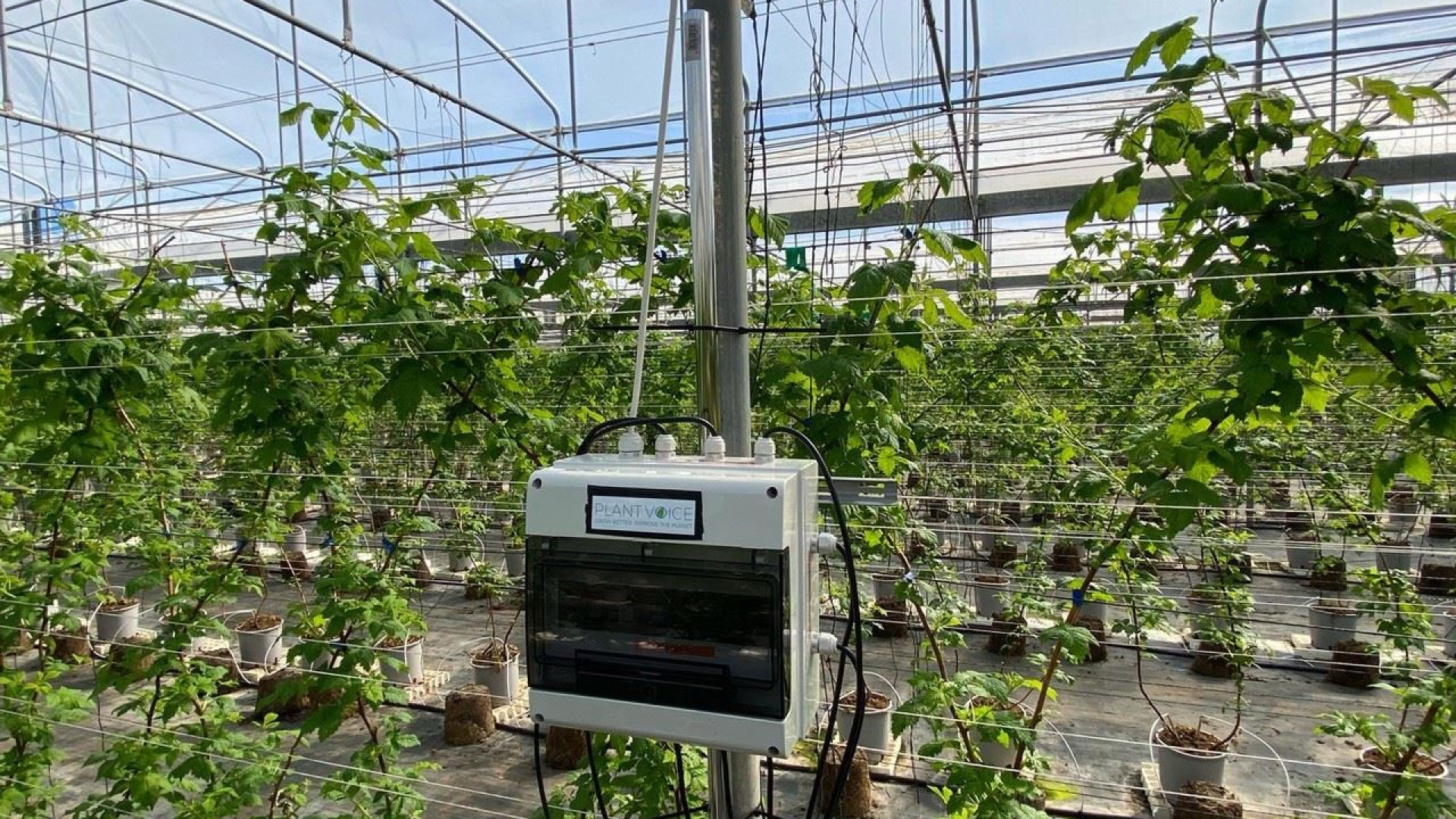 Immagine di «Plantvoice», arriva il sensore che riesce a far parlare le piante