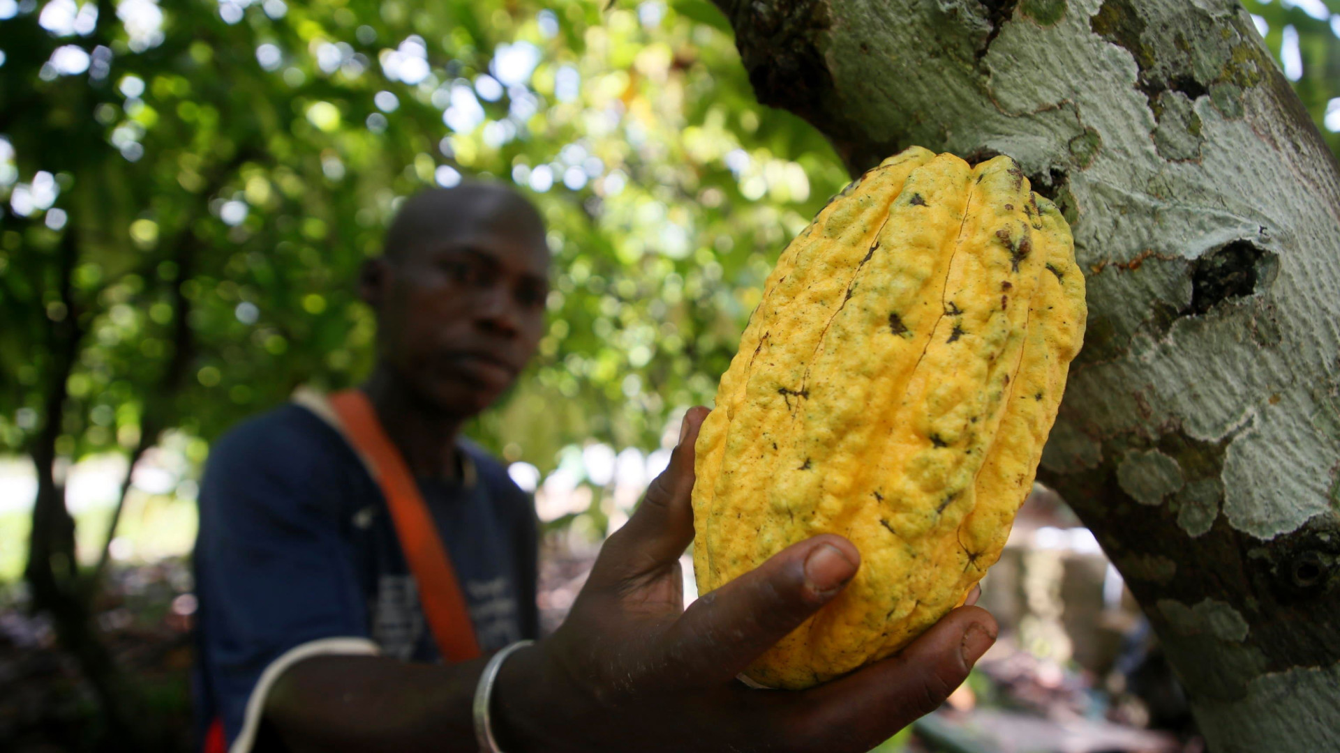 Immagine di C’è troppo caldo, le piante non rendono: il prezzo del cacao è fuori controllo