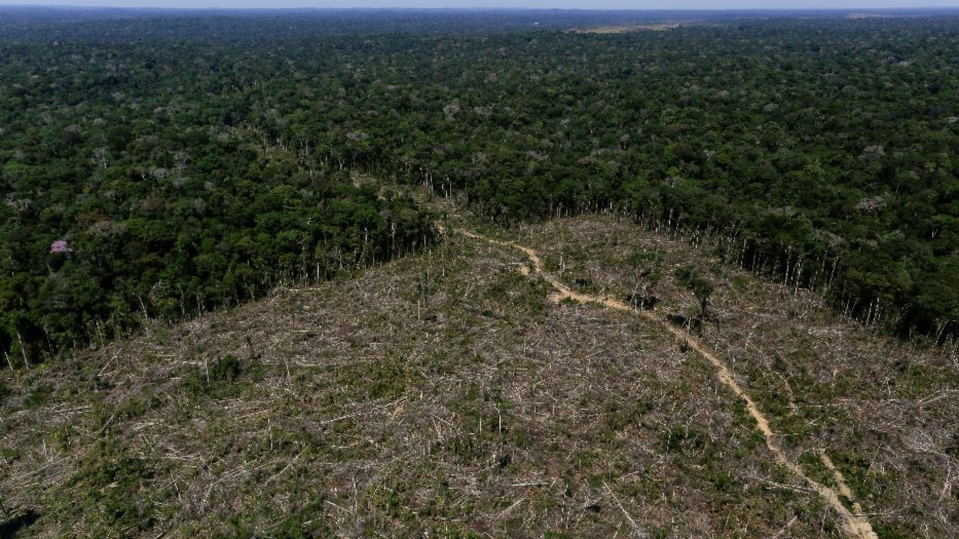 Immagine di Gli Stati Uniti in pressing sulla Ue: stop alla legge anti-deforestazione