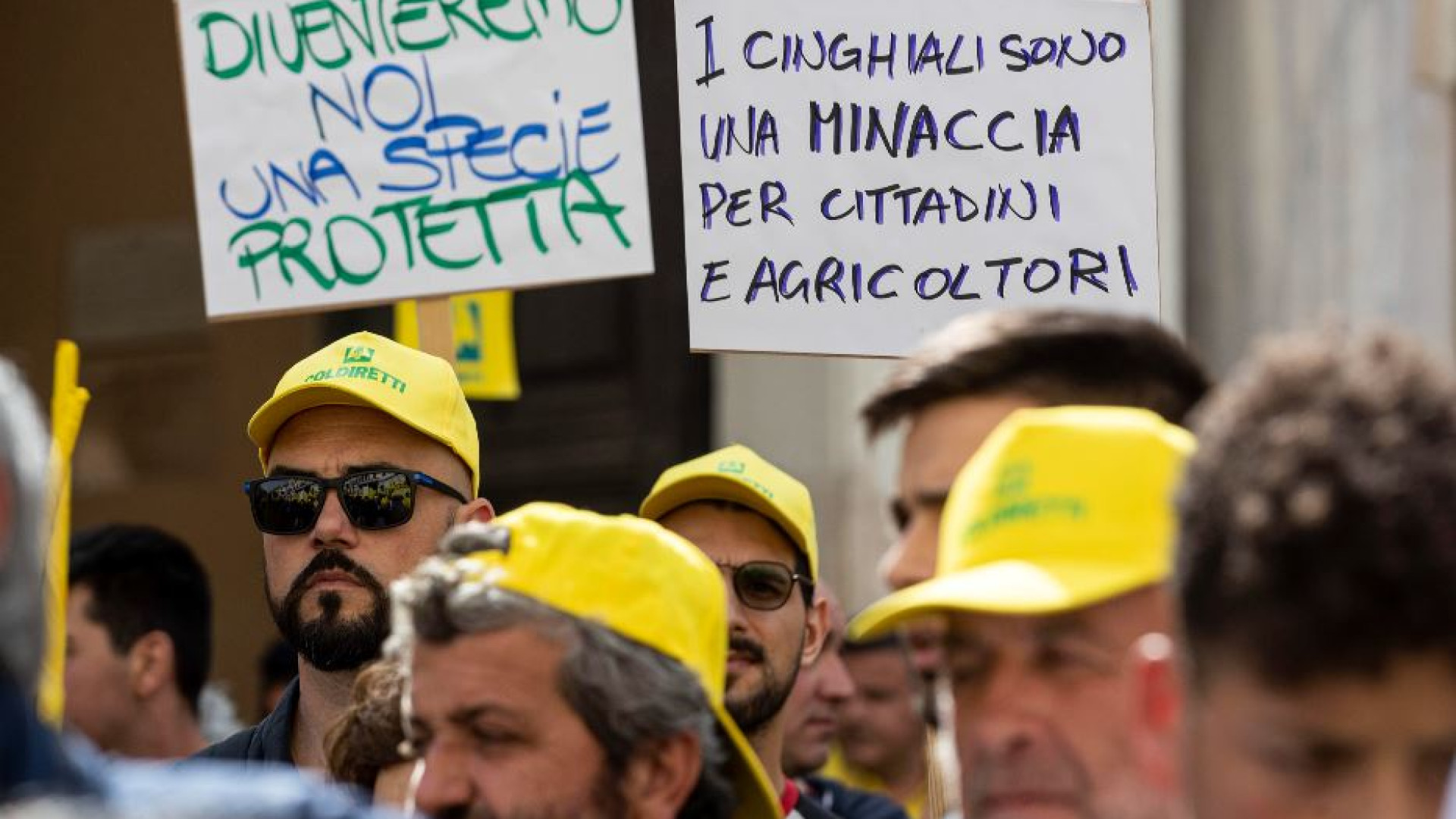 Immagine di La peste suina è fuori controllo, adesso si prova a correre ai ripari