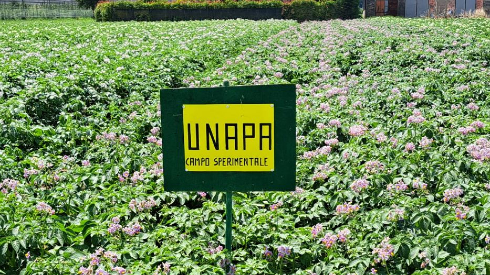 Immagine di La sfida delle patate: si possono produrre usando (molta) meno acqua