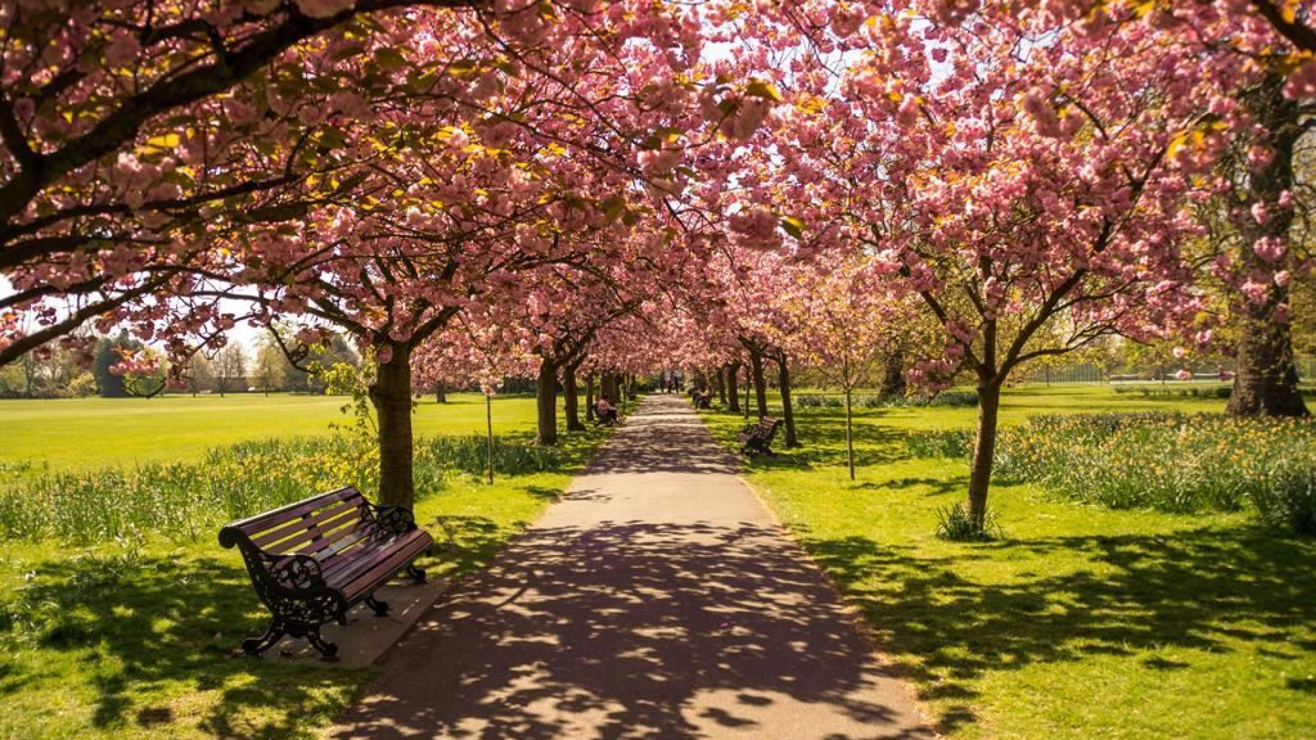 Immagine di Piante e fiori da record, nel 2024 toccati i 3,3 miliardi di euro