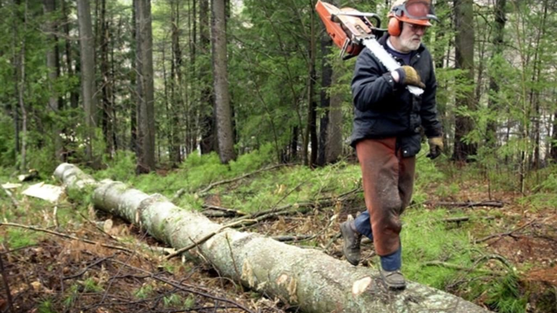 Immagine di Dalla manutenzione del territorio nuove opportunità di lavoro