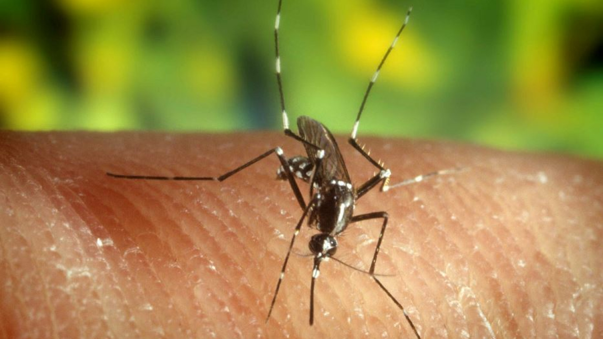 Immagine di Il caldo aumenta il rischio di Dengue in Italia. Le indicazioni del Ministero