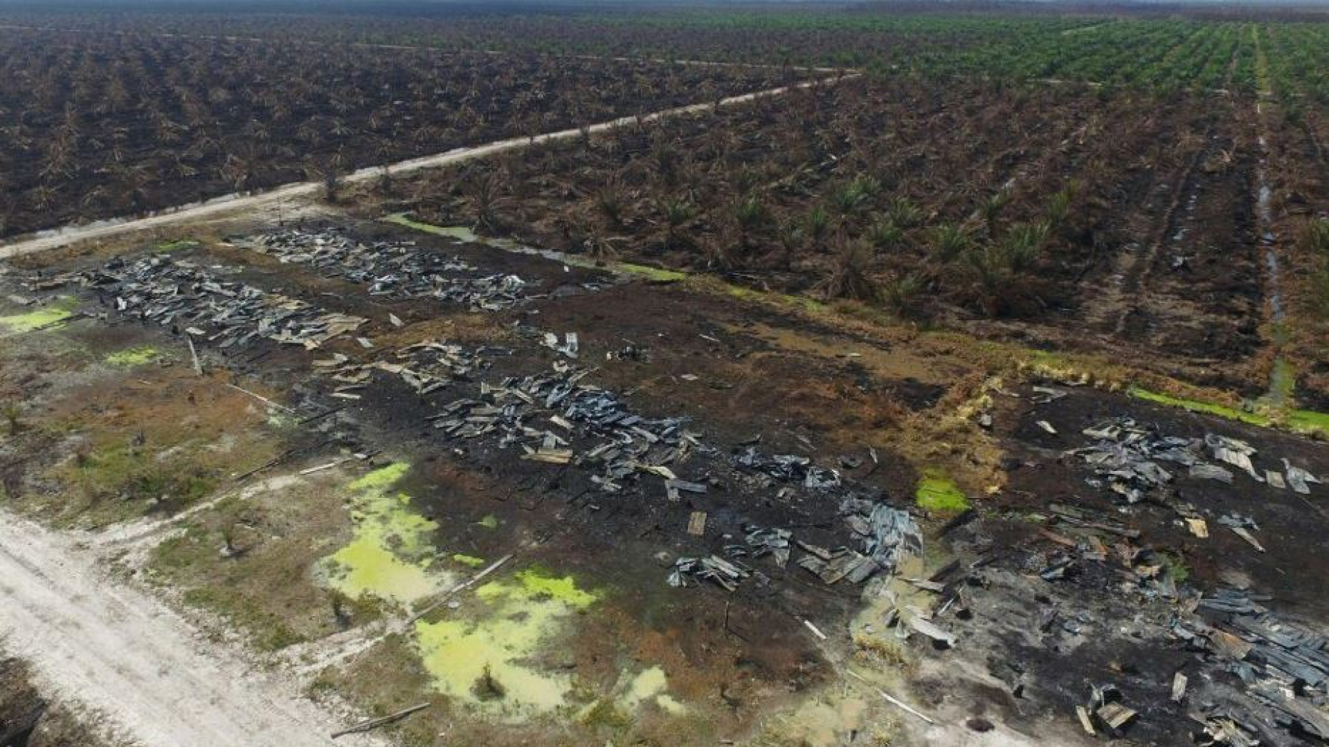 Immagine di In Indonesia è in atto «la più grande deforestazione al mondo»