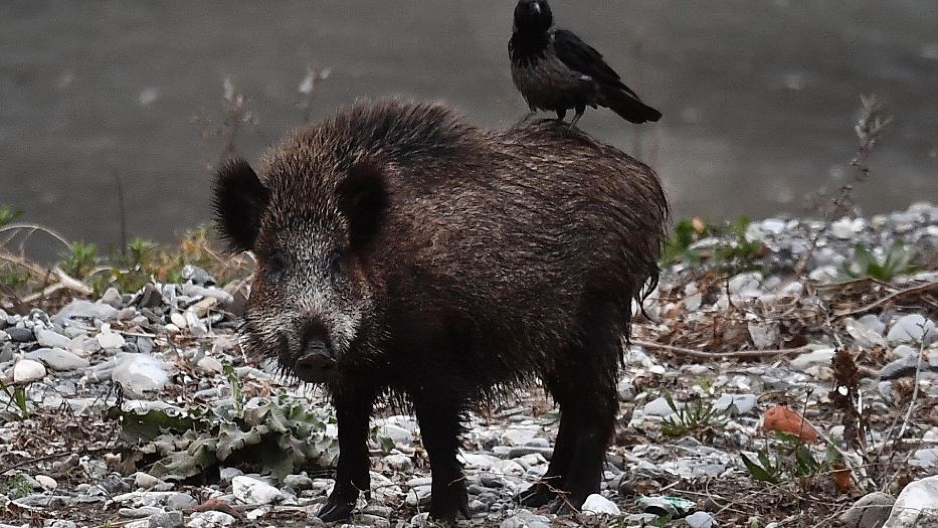 Immagine di I cinghiali colpiti dalla peste minacciano il prosciutto di Parma