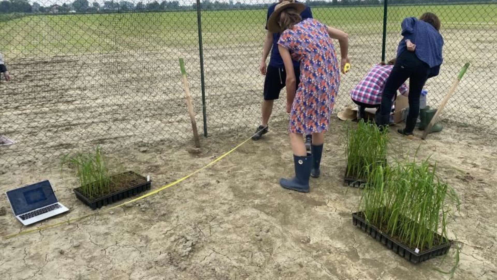 Immagine di A Pavia primo test del riso dal genoma “corretto”