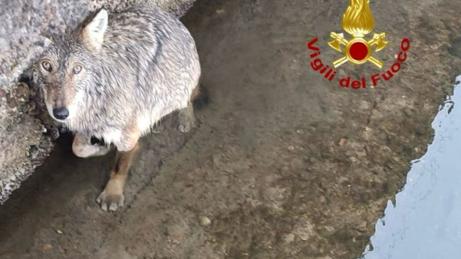 Immagine di Il salvataggio col canotto e le cure: ma cosa ci faceva un lupo nel Naviglio?